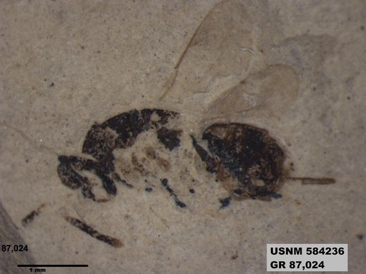 Insecta