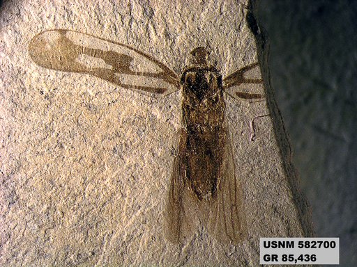 Genus sp