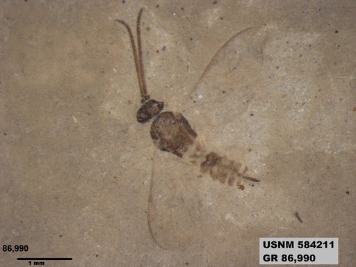 Insecta