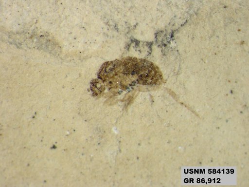 Genus sp