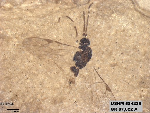 Insecta