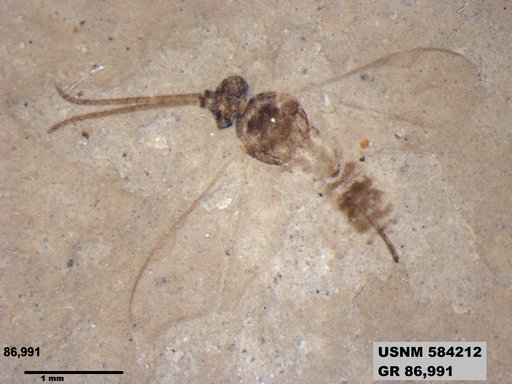 Insecta