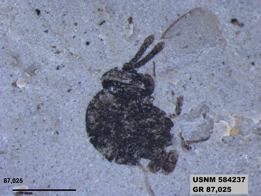 Insecta
