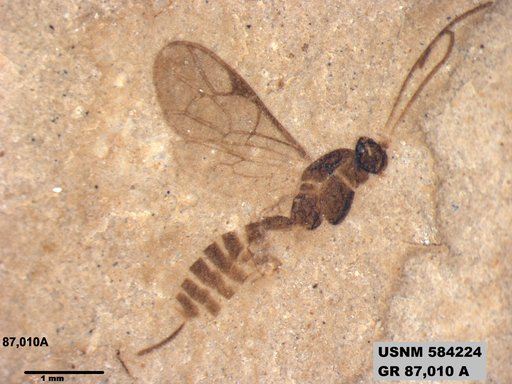 Insecta