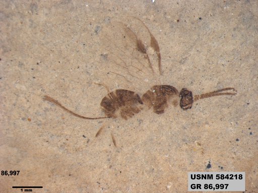 Insecta