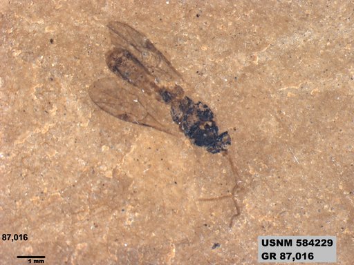 Insecta