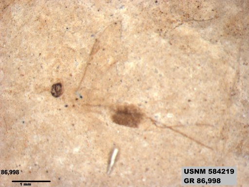 Insecta
