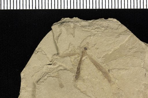 Genus sp