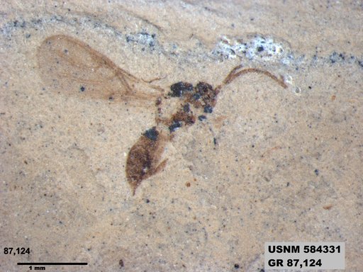 Insecta