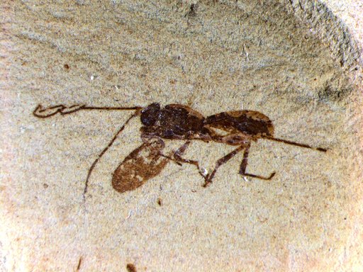 Genus sp
