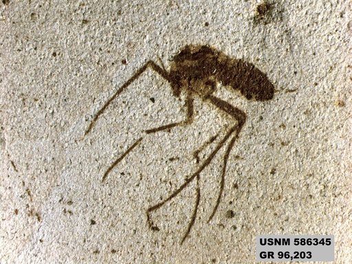 Genus sp