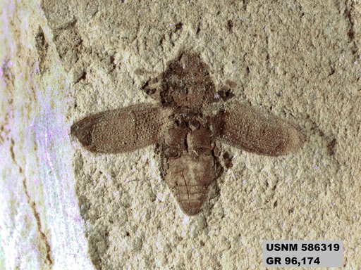 Genus sp