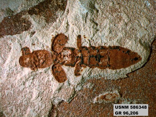 Genus sp