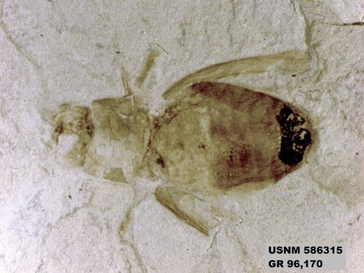 Genus sp