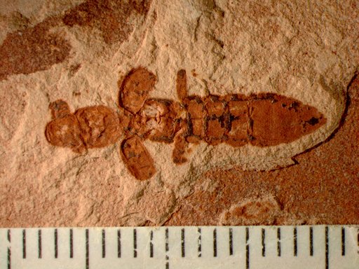 Insecta