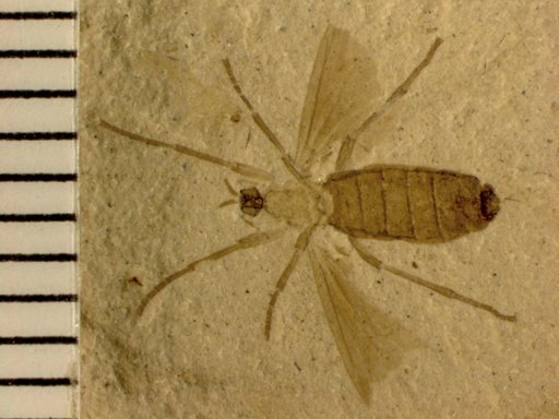 Genus sp