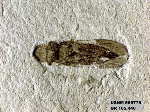 Genus sp