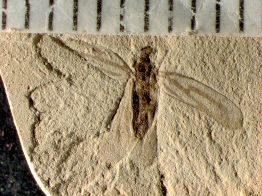 Genus sp