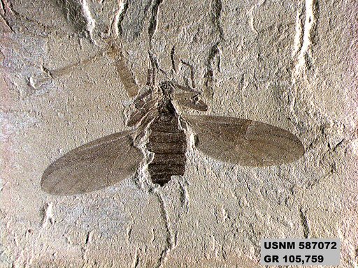 Genus sp