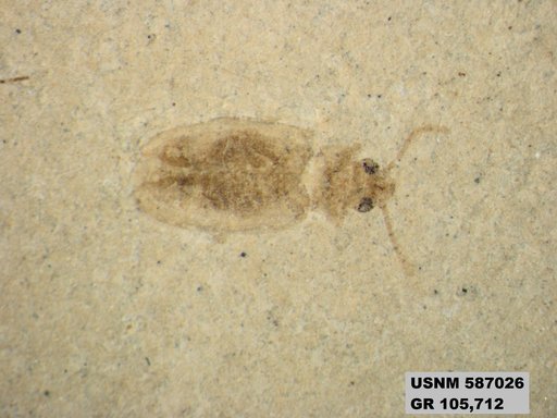 Genus sp