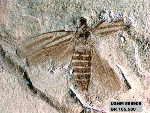 Genus sp