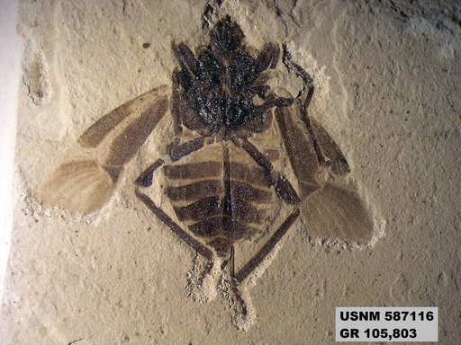 Genus sp