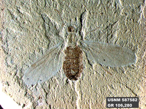 Genus sp