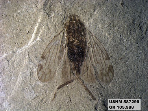 Tipula sp