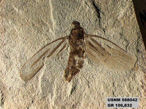 Genus sp