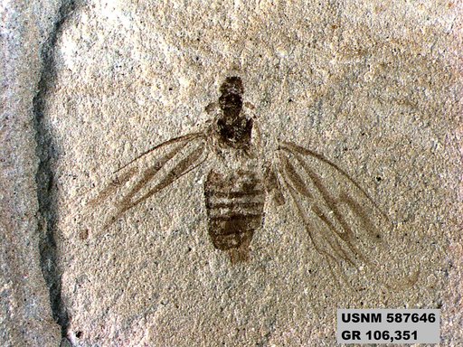 Genus sp