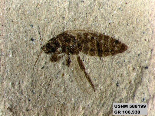 Insecta