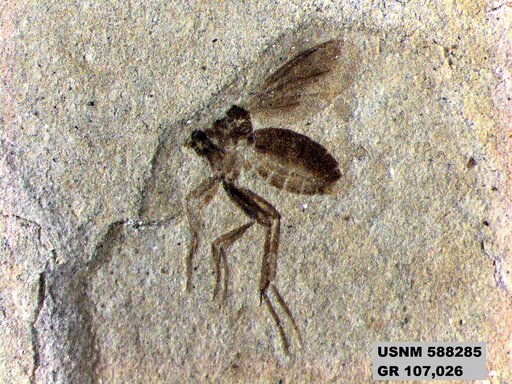 Insecta