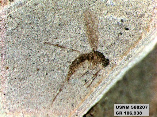Insecta