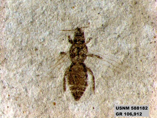 Insecta