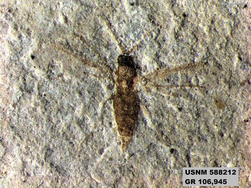 Insecta