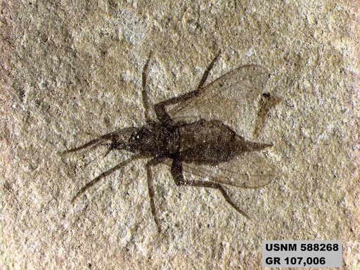 Genus sp