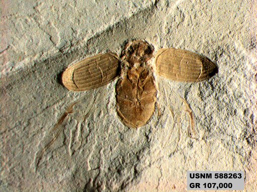 Insecta