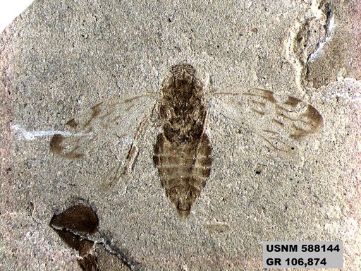 Genus sp