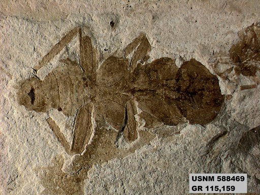 Tipula sp