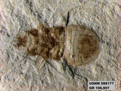 Genus sp