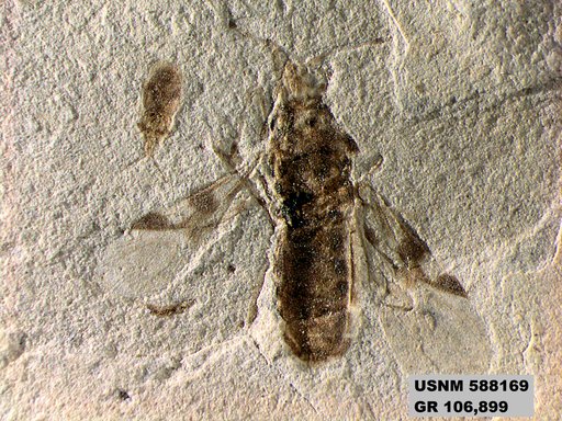 Genus sp