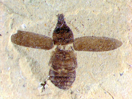 Insecta