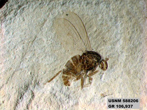 Insecta