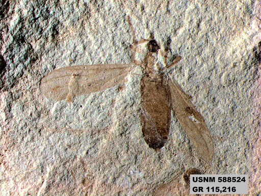 Insecta