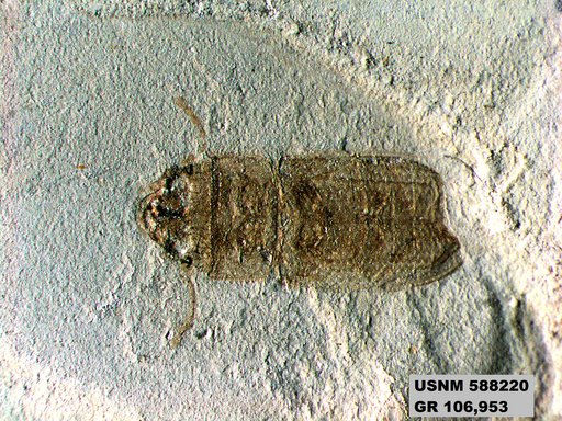 Insecta
