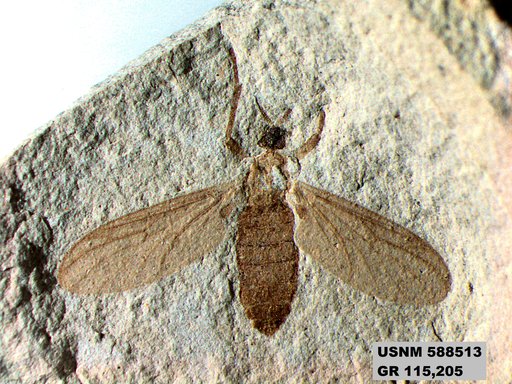 Insecta