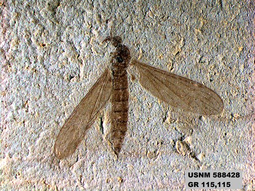Tipula sp