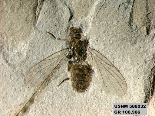 Insecta