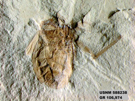 Genus sp