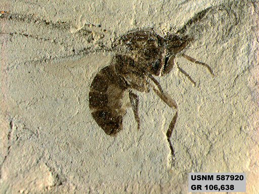 Insecta